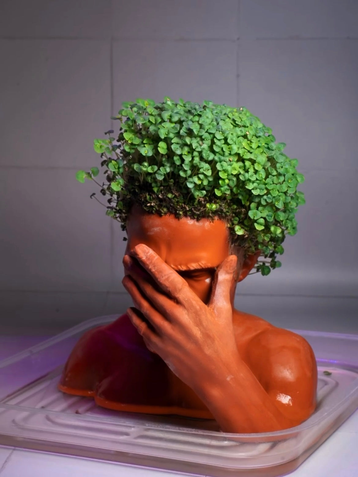 "Blond" Chia Planter